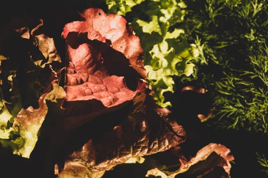 Lettuce salad and dill. organic vegetables. vegetarian nutrition. healthy food