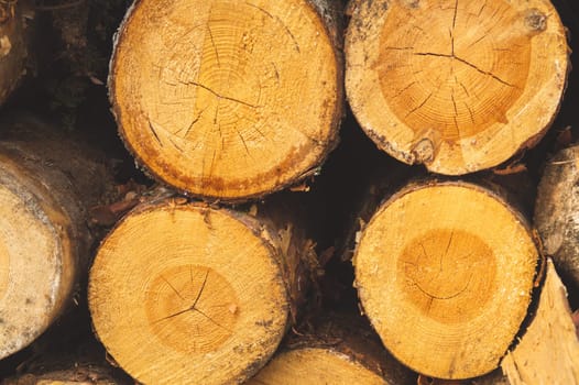 Stack of logs. natural wooden background with timber. log wall. pile of timber