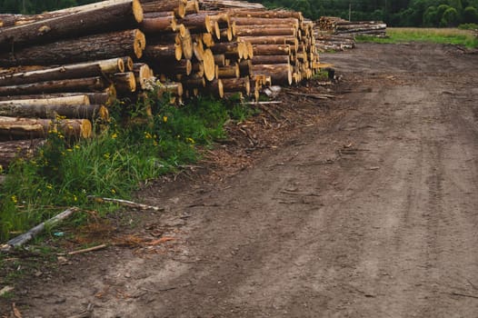 Wooden logs in the forest. chopped tree logs stack. nature landscape. pile of timber