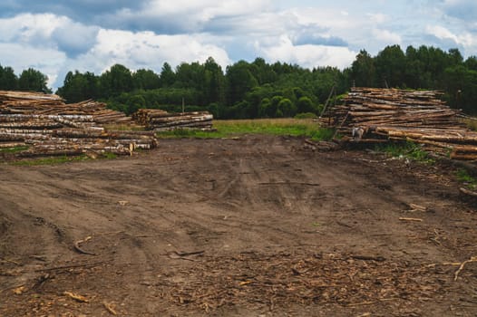 Wooden logs in the forest. chopped tree logs stack. nature landscape. pile of timber