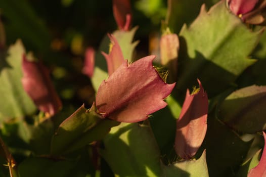 Home plant schlumbergera. succulent green red plant