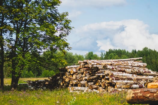 Wooden logs in the forest. chopped tree logs stack. nature landscape. pile of timber