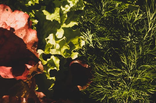 Lettuce salad and dill. organic vegetables. vegetarian nutrition. healthy food