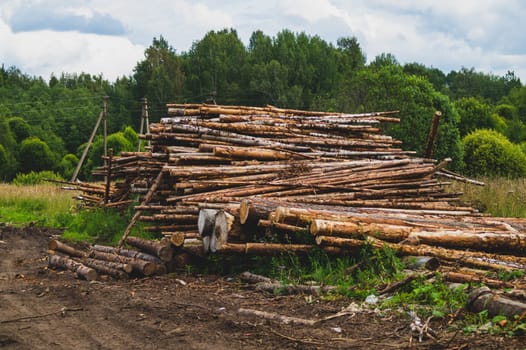 Wooden logs in the forest. chopped tree logs stack. nature landscape. pile of timber