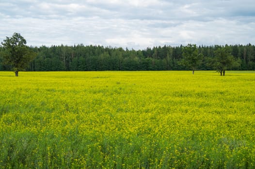 Green meadow with lonely trees and yellow plants. forest and sky