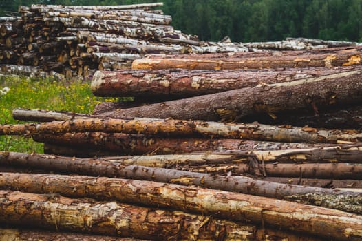 Wooden logs in the forest. chopped tree logs stack. nature landscape. pile of timber
