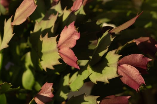 Home plant schlumbergera. succulent green red plant