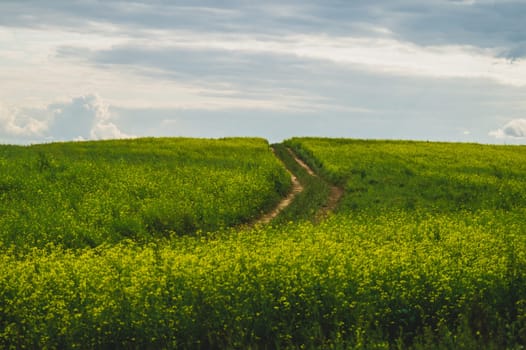 Beautiful valley. way through green meadows and hills. yellow flowering field. nature landscape with horizon line