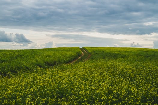 Beautiful valley. way through green meadows and hills. yellow flowering field. nature landscape with horizon line