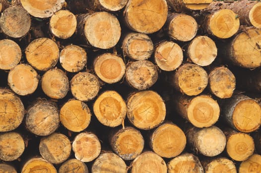Stack of logs. natural wooden background with timber. log wall. pile of timber