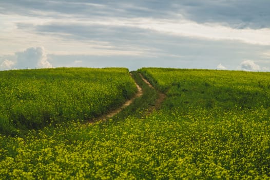 Beautiful valley. way through green meadows and hills. yellow flowering field. nature landscape with horizon line