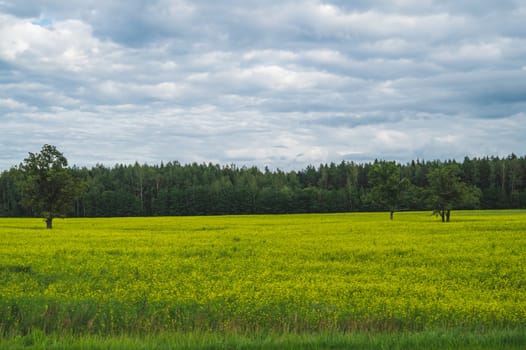 Green meadow with lonely trees and yellow plants. forest and sky