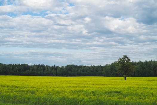 Green meadow with lonely tree and yellow plants. forest and sky