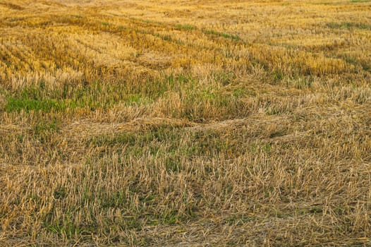 Dry grass texture. meadow background. pasture landscape