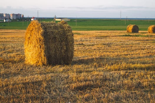 Rolled haystack. hay bale. agriculture field with sky. rural landscape. straw on the meadow. harvest in summer. farm in the countryside