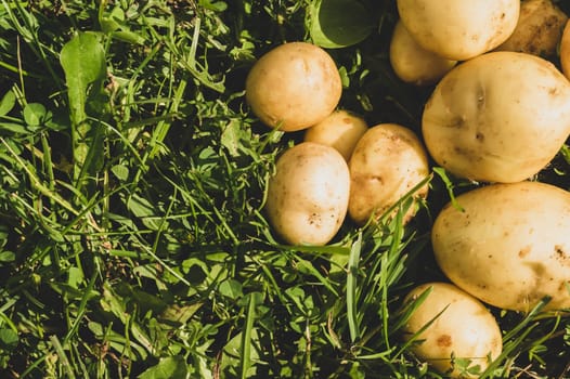 Fresh young potato lies on the grass. raw vegetables. healthy eating. vegetarian food. vegetables from the garden