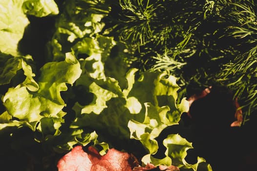 Lettuce salad and dill. organic vegetables. vegetarian nutrition. healthy food