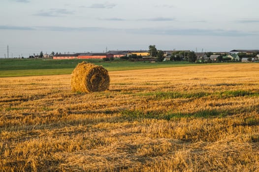 Rolled haystack. hay bale. agriculture field with sky. rural landscape. straw on the meadow. harvest in summer. farm in the countryside