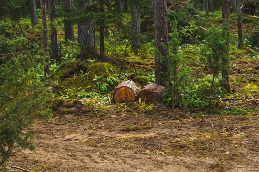 Wooden logs in the forest. tree stumps. nature landscape