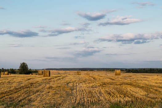 Rolled haystack. hay bale. agriculture field with sky. rural landscape. straw on the meadow. harvest in summer. farm in the countryside