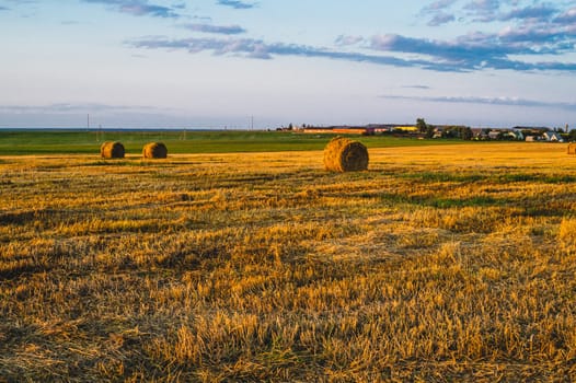 Rolled haystack. hay bale. agriculture field with sky. rural landscape. straw on the meadow. harvest in summer. farm in the countryside