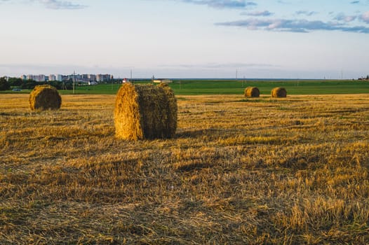 Rolled haystack. hay bale. agriculture field with sky. rural landscape. straw on the meadow. harvest in summer. farm in the countryside