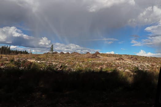View of a piece of land being logging cleared.