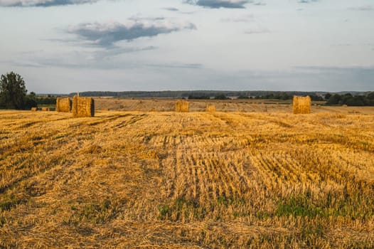 Rolled haystack. hay bale. agriculture field with sky. rural landscape. straw on the meadow. harvest in summer. farm in the countryside