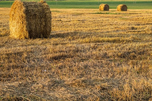 Rolled haystack. hay bale. agriculture field. rural landscape. straw on the meadow. harvest in summer. farm in the countryside