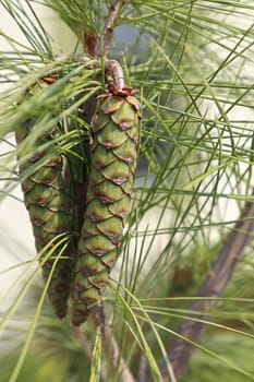 Cones and needles on a White Columnar Pine tree.