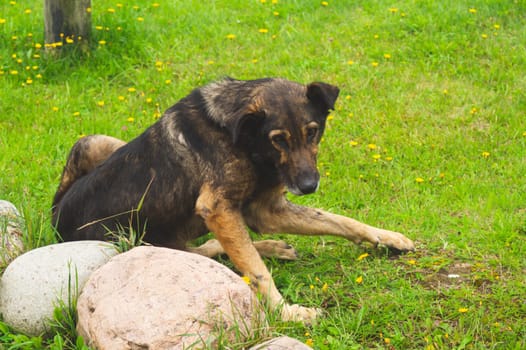 Stray dog on the grass. homeless hound lies on the ground