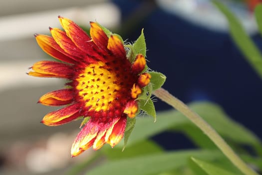 Closeup of yellow and orange blanket flowers.