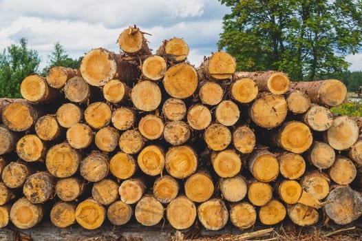 Stack of logs. natural wooden background with timber. log wall. pile of timber