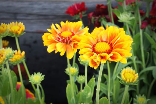 Closeup of yellow and orange blanket flowers.