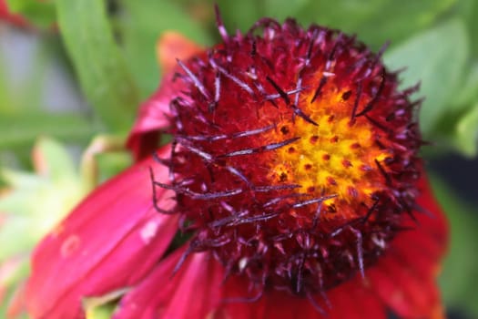 Macro view of the head of a red blanket flower.
