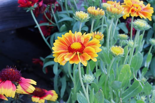 Closeup of yellow and orange blanket flowers.