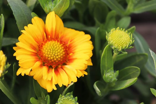 Closeup of yellow and orange blanket flowers.