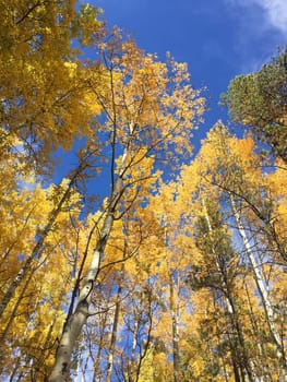 Tree top canopy of golden leaves in the autumn.
