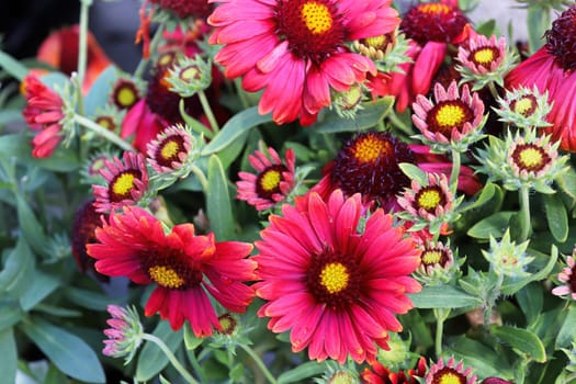 A background of many red and yellow blanket flowers.