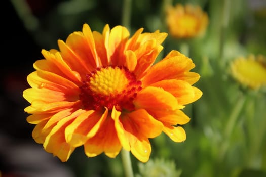 Closeup of yellow and orange blanket flowers.
