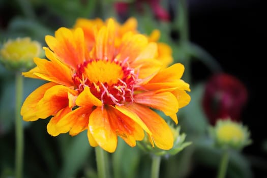 Closeup of a orange and yellow gaillardia flower.