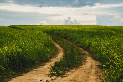 Beautiful valley. way through green meadows and hills. yellow flowering field. nature landscape with horizon line