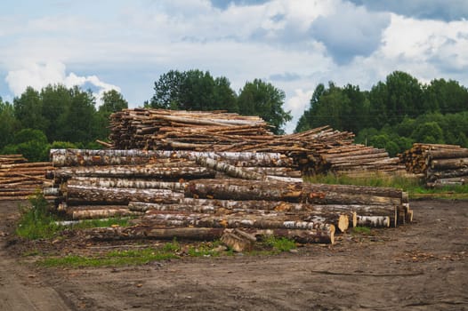 Wooden logs in the forest. chopped tree logs stack. nature landscape. pile of timber