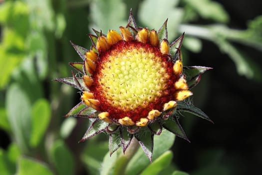 Closeup of unopened blanket flower buds.