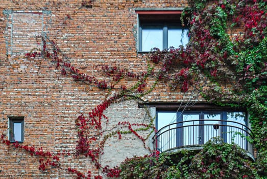Fragment of the wall of a brick building with windows and a balcony woven with ivy brunches