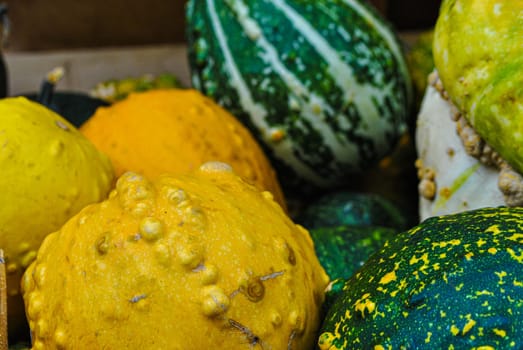 The view is close to different pumpkins, green striped and yellow belly-tailed, close-up view