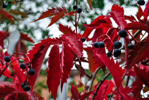 Quinta maiden, maiden grapes or Virginia grapes Parthenocissus quinquefolia, natural autumn background