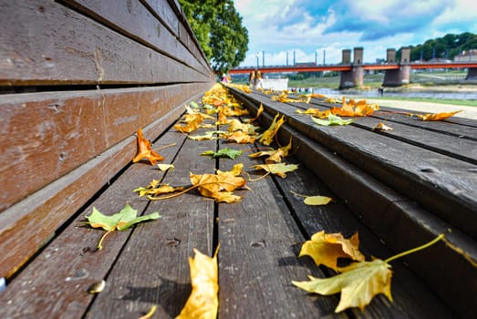 Macro photo of yellow autumn leaves on a wooden bench in the park against the blue sky, selective focus