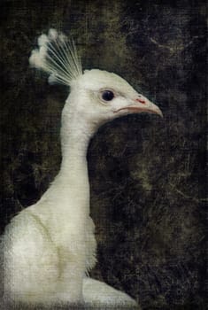 White peacok on grunge textured canvas