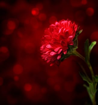 Beautiful red flower with red bokeh background